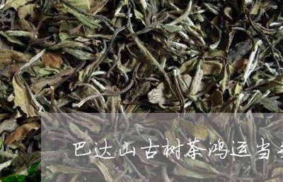 巴达山古树茶鸿运当头/2023071613715