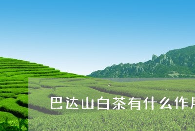 巴达山白茶有什么作用吗/2023102505258