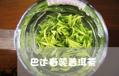 巴达春蕊普洱茶/2023120336261