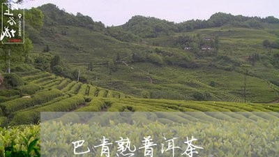 巴青熟普洱茶/2023042611272