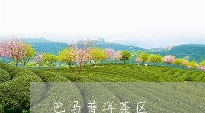 巴马普洱茶区/2023042787403