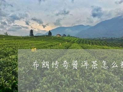 布朗传奇普洱茶怎么样/2023062387272