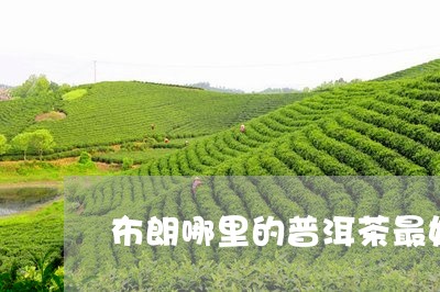 布朗哪里的普洱茶最好/2023100776271