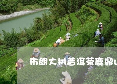 布朗大树普洱茶鹿鼎山/2023062415482