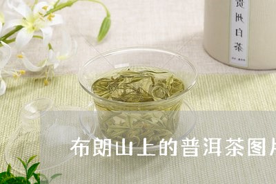 布朗山上的普洱茶图片/2023062523036