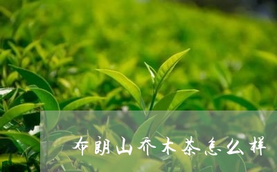 布朗山乔木茶怎么样/2023042252504