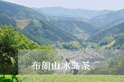 布朗山冰岛茶/2023090751703