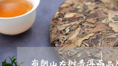 布朗山古树普洱茶品牌/2023073126459