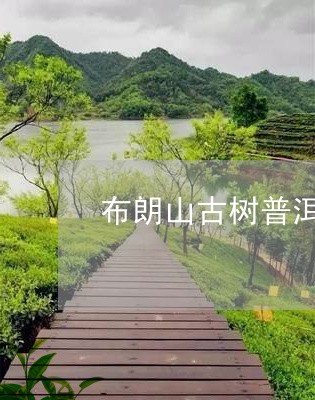 布朗山古树普洱茶生茶价格表/2023110270482