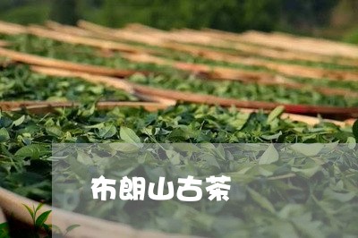 布朗山古茶/2023090213808