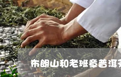 布朗山和老班章普洱茶哪个好/2023052997262