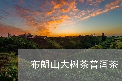 布朗山大树茶普洱茶/2023091451493