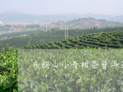 布朗山小青柑茶普洱茶/2023062368391