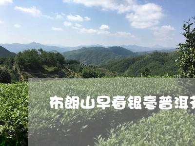 布朗山早春银毫普洱茶/2023072453927