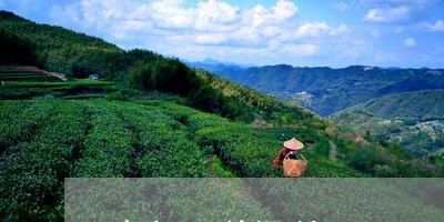 布朗山普洱茶2008/2023062895937