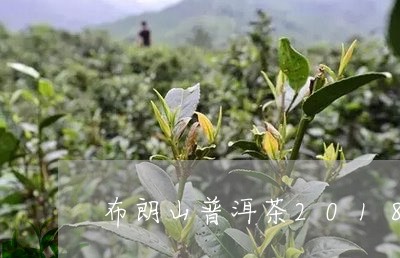 布朗山普洱茶2018/2023100830583