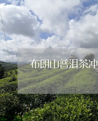 布朗山普洱茶冲泡技巧/2023082954824