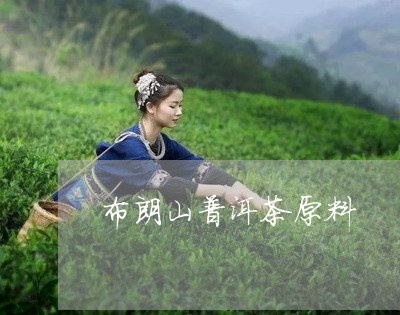 布朗山普洱茶原料/2023110315161