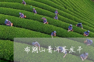 布朗山普洱茶发干/2023120478471