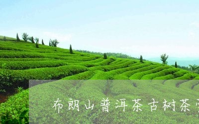 布朗山普洱茶古树茶膏/2023073031606