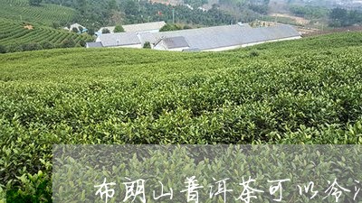 布朗山普洱茶可以冷泡吗/2023103177049