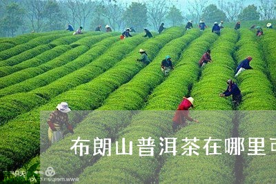 布朗山普洱茶在哪里可以买到/2023110228404