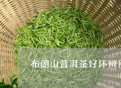 布朗山普洱茶好坏辨别/2023080274947