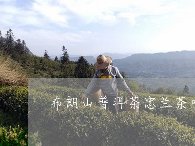 布朗山普洱茶忠兰茶叶/2023062451816