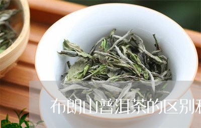 布朗山普洱茶的区别和特点图片/2023102568693