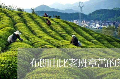 布朗山比老班章苦的茶/2023061249484