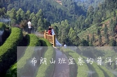 布朗山班盆寨的普洱茶/2023061514040