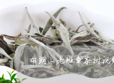 布朗山老班章茶树视频/2023092406926