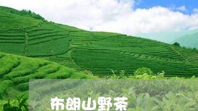 布朗山野茶/2023090299472