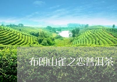 布朗山雀之恋普洱茶/2023070840584