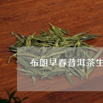 布朗早春普洱茶生茶/2023091406282