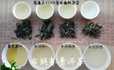 布朗春普洱茶/2023042797988