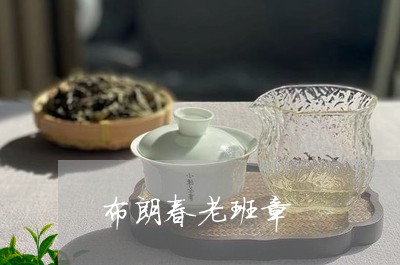 布朗春老班章/2023090771403