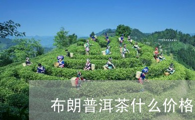 布朗普洱茶什么价格合适/2023103159313