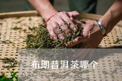 布朗普洱茶哪个/2023091461827