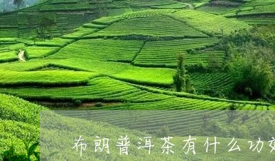 布朗普洱茶有什么功效/2023100737371