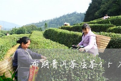 布朗普洱茶生茶357克/2023120745937