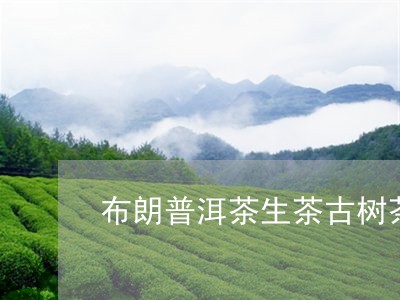 布朗普洱茶生茶古树茶/2023062876037