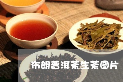 布朗普洱茶生茶图片/2023070925158