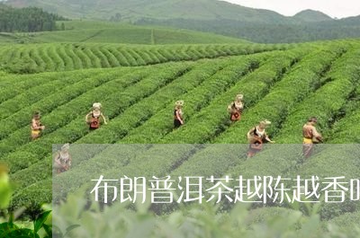 布朗普洱茶越陈越香吗/2023061670416