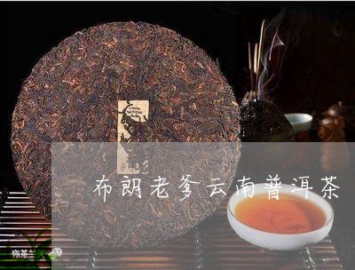 布朗老爹云南普洱茶/2023070848493