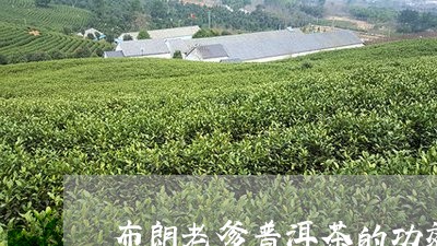 布朗老爹普洱茶的功效/2023100789505