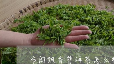 布朗飘香普洱茶怎么样/2023073148493