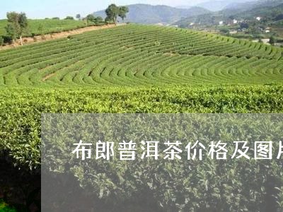 布郎普洱茶价格及图片/2023092898282