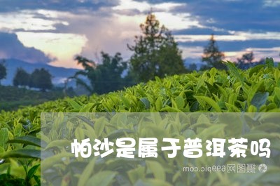 帕沙是属于普洱茶吗/2023101657350