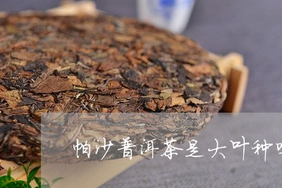 帕沙普洱茶是大叶种吗/2023092631603